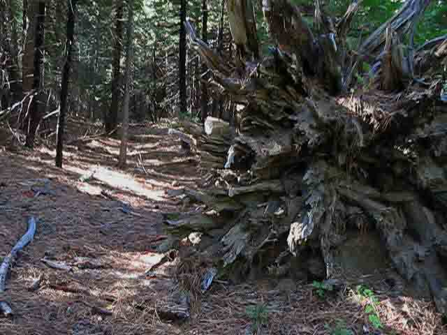 Into dense forest South of Camp Irene.